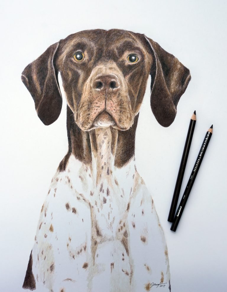 German Shorthaired Pointer